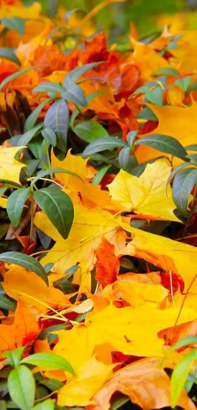 Vibrant yellow and orange autumn leaves wallpaper.