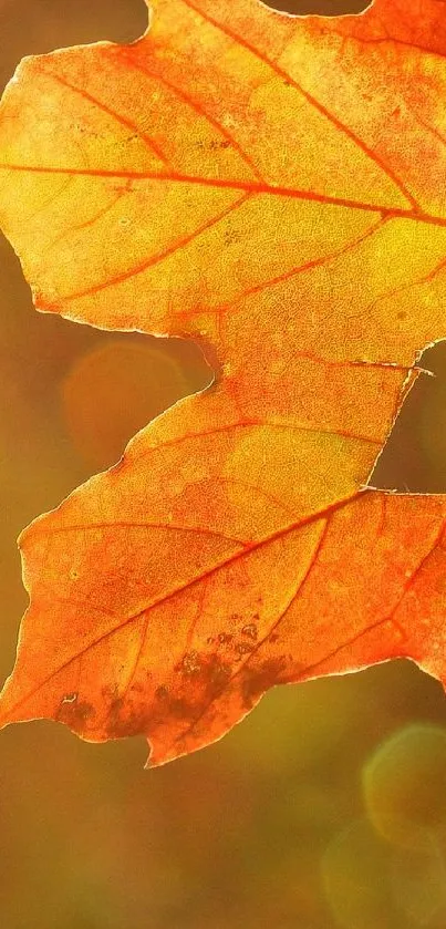 Close-up of an orange autumn maple leaf against a blurred background.