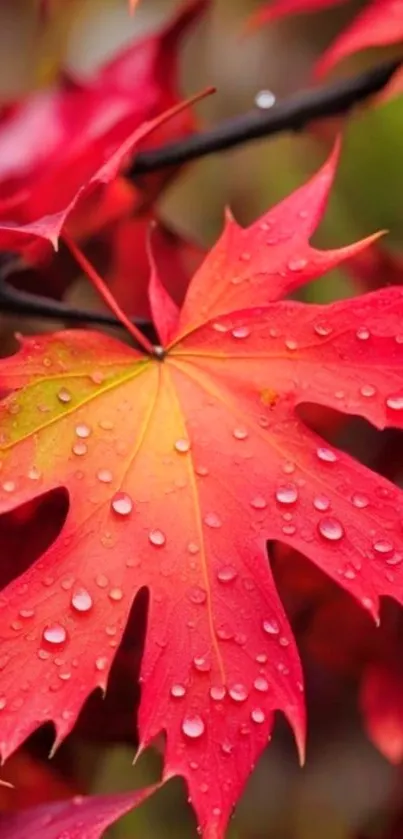 Close-up of a vibrant red maple leaf with dewdrops.