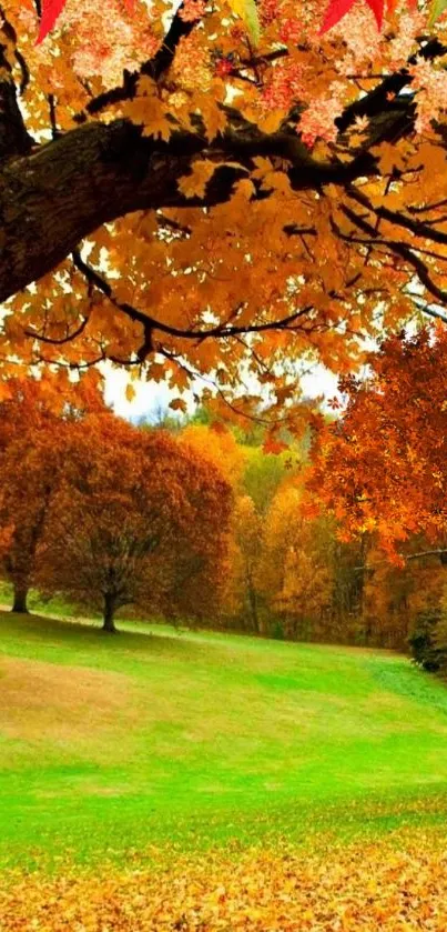 A beautiful autumn scene with orange leaves and green grass.