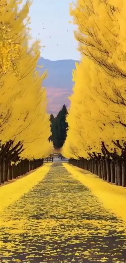 Pathway lined with vibrant yellow autumn trees.
