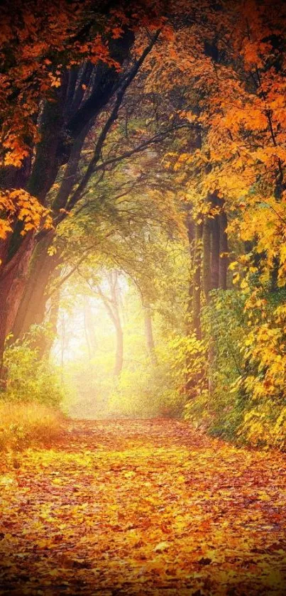 Autumn path with vibrant orange leaves and trees creating a scenic, warm atmosphere.