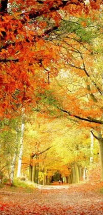 A vibrant autumn pathway with colorful fall leaves and trees.