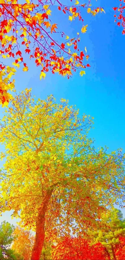 Vibrant autumn leaves with a bright blue sky and colorful trees background.