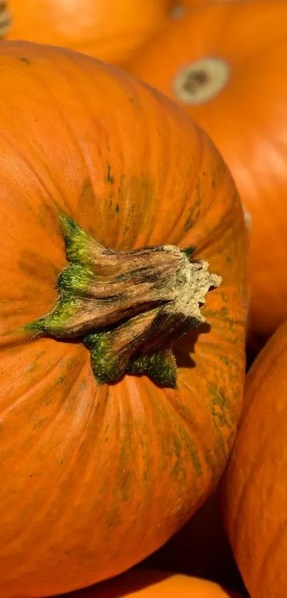 Close-up of vibrant orange pumpkins with deep texture.