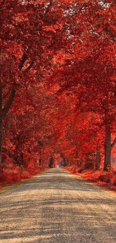 Autumn road with vibrant red-leafed trees lining the path under a clear sky.