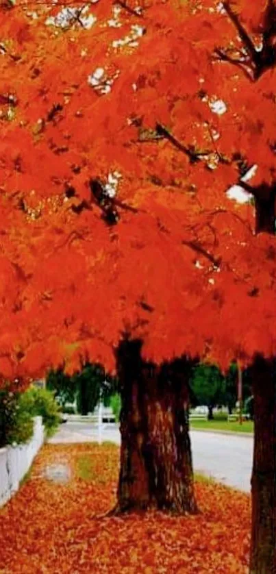 Vibrant orange autumn leaves over a scenic street path.