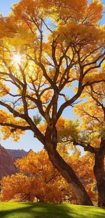 Majestic tree with autumn leaves under a bright blue sky.