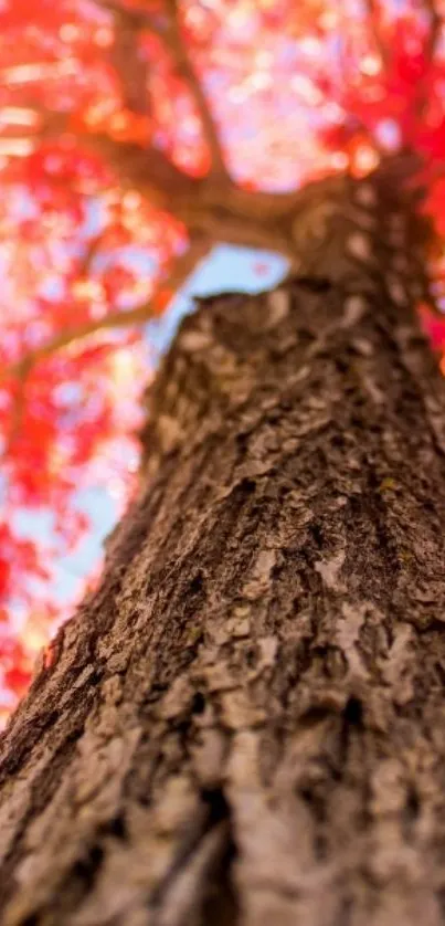 Close-up of an autumn tree with vibrant orange leaves.