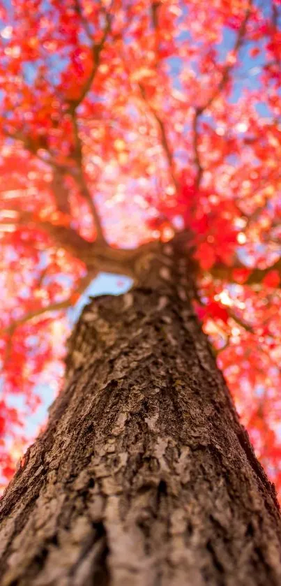 Close view of red autumn leaves on a tree.