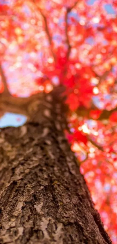 Upward view of a tree with vibrant red leaves.