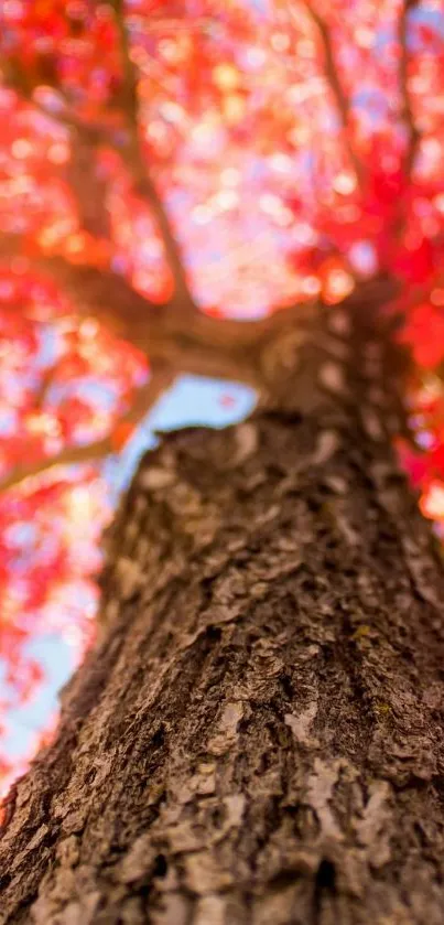 Vibrant tree with red autumn leaves looking upward.