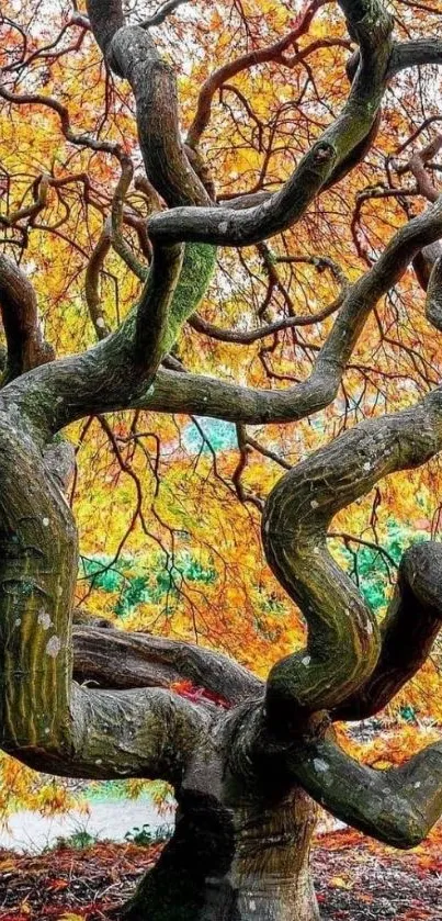 Vibrant autumn tree with twisting branches.