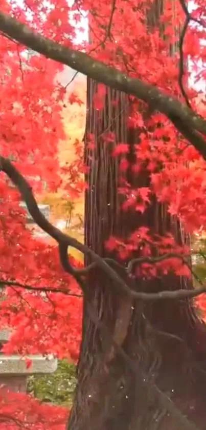 A vibrant tree with red autumn leaves and intricate branches.