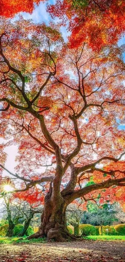 Beautiful autumn tree with vibrant red leaves and a bright, clear sky.