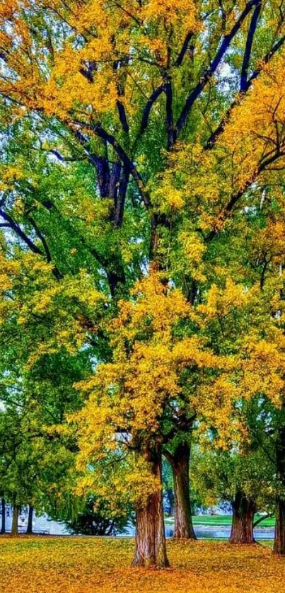 A vibrant tree with golden leaves in autumn.