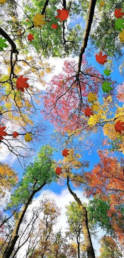 Colorful autumn tree canopy against blue sky.