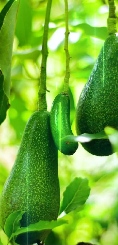 Lush green avocado tree wallpaper for mobile phones.