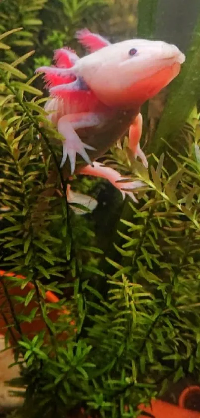 Vibrant axolotl with green foliage in aquatic setting.