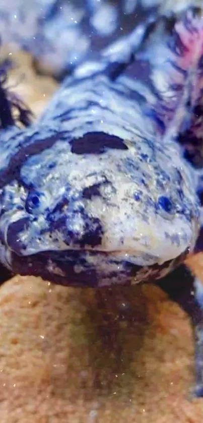 Close-up of a colorful axolotl in its natural underwater habitat.