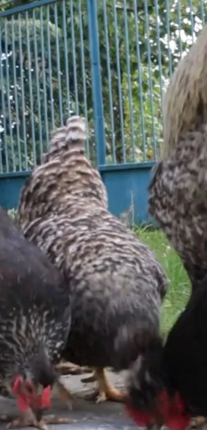 Chickens in a backyard against a green fence.