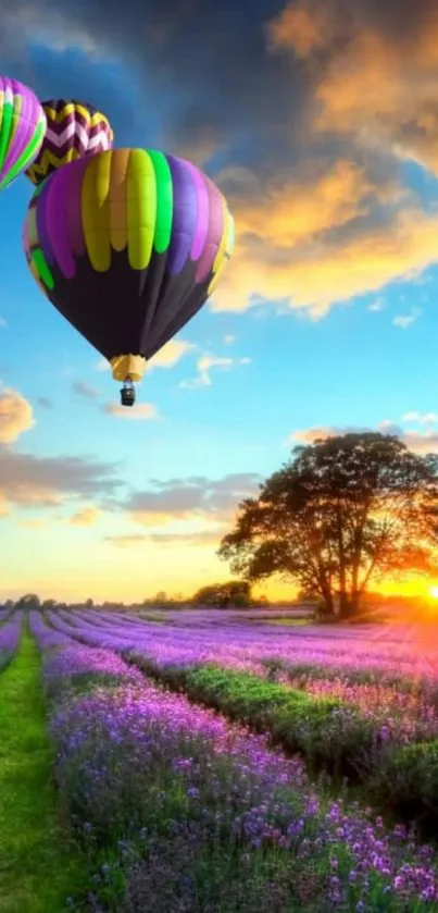 Hot air balloons over a vibrant lavender field at sunset.