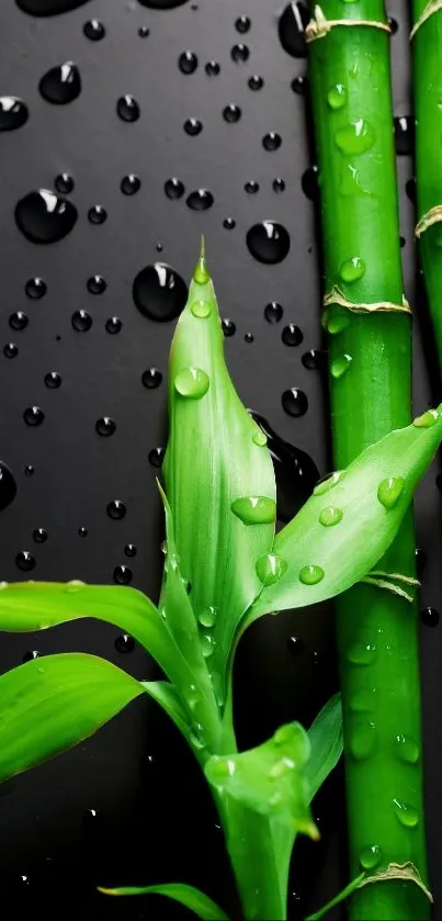 Bamboo stems and leaves with water droplets on a dark background.