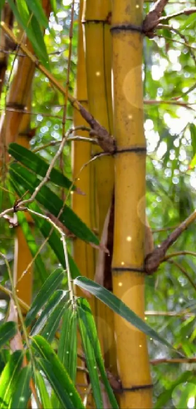 Green bamboo forest with lush leaves and golden stalks for mobile wallpaper.