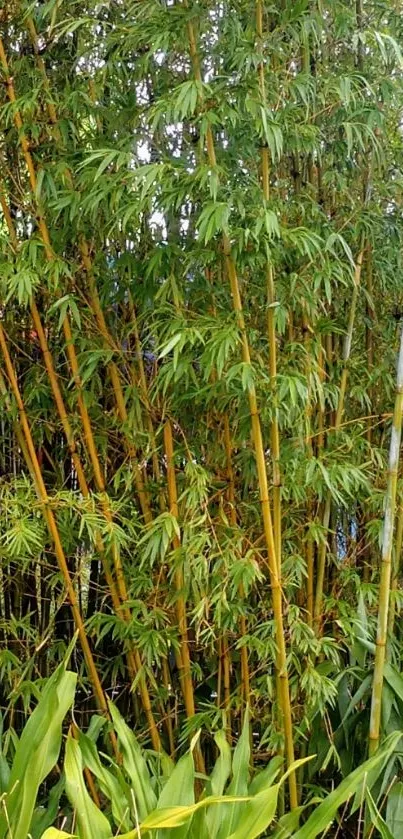 Bamboo forest wallpaper with lush greenery