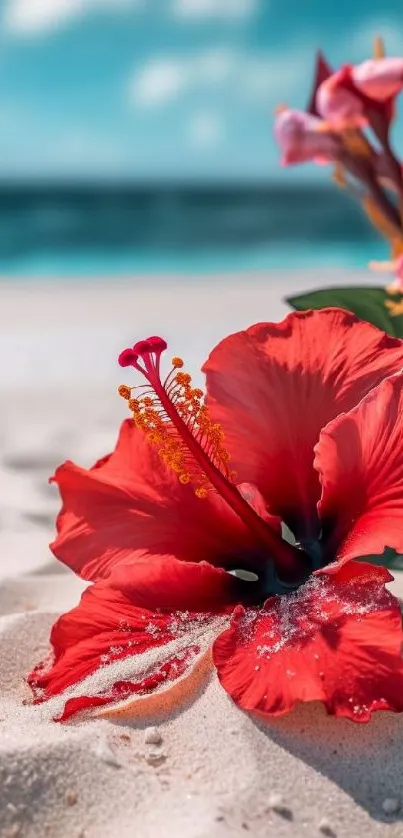 Red hibiscus flower on a sandy beach with ocean in the background.