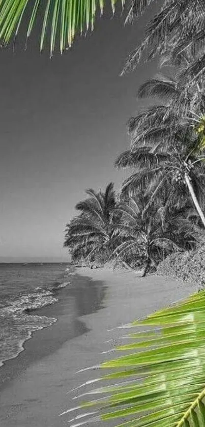 Green palm leaves on a serene beach backdrop.