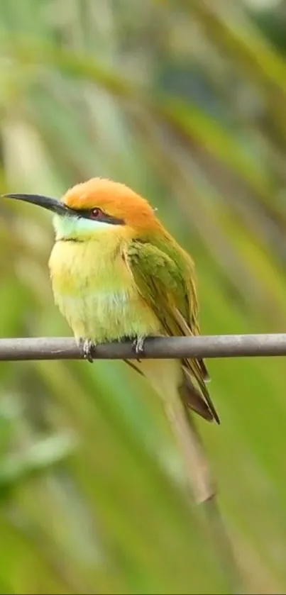 A colorful bird sits on a branch in lush greenery.