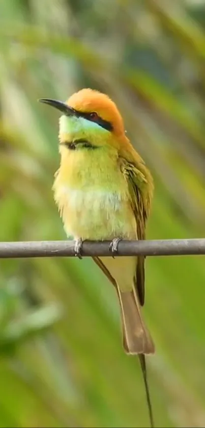 Vibrant bee-eater bird perched on a branch in lush green surroundings.