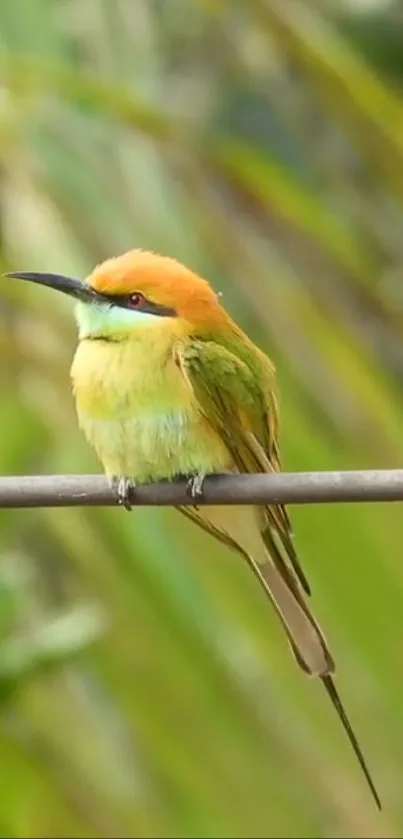 Colorful bird perched on a branch with green background.