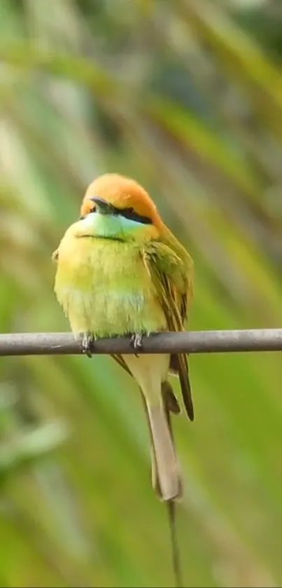 Green bee-eater bird perched on a branch with blurred natural background.