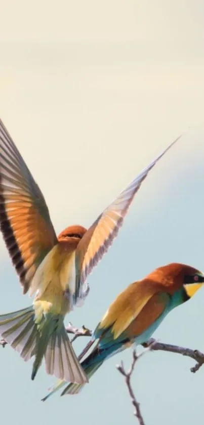 Two colorful bee-eaters perched on a branch with a soft sky background.