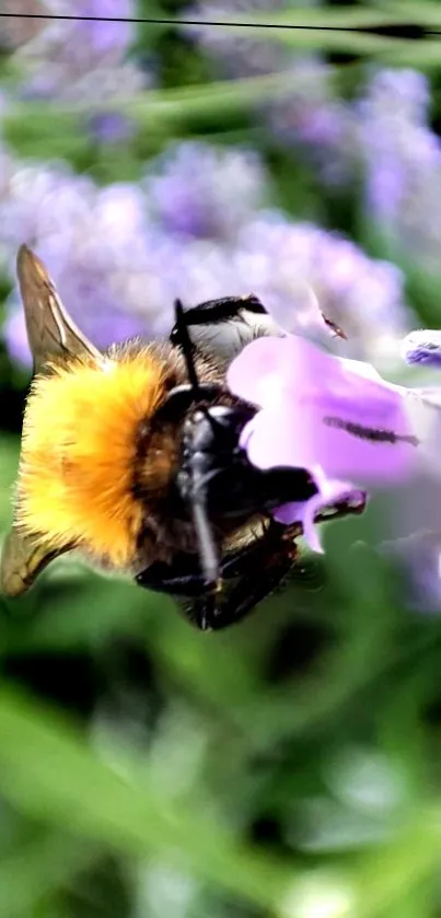 Close-up of a bee on a purple lavender flower.