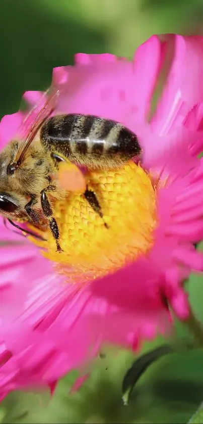 Bee perched on vibrant pink flower in nature.