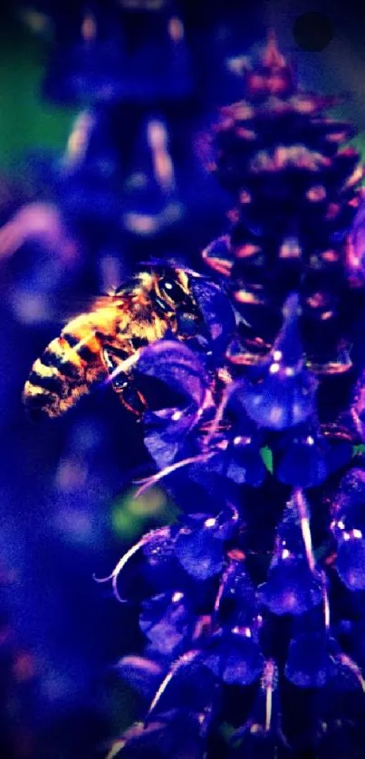 Bee on vibrant purple flowers with lush green background.