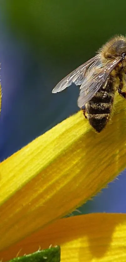 Bee on a vibrant yellow sunflower petal, capturing nature's beauty.