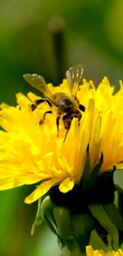 Bee on vibrant yellow flower in garden setting for mobile wallpaper.