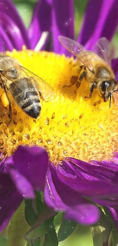 Bees on a purple flower with a bright yellow center in a vibrant nature scene.