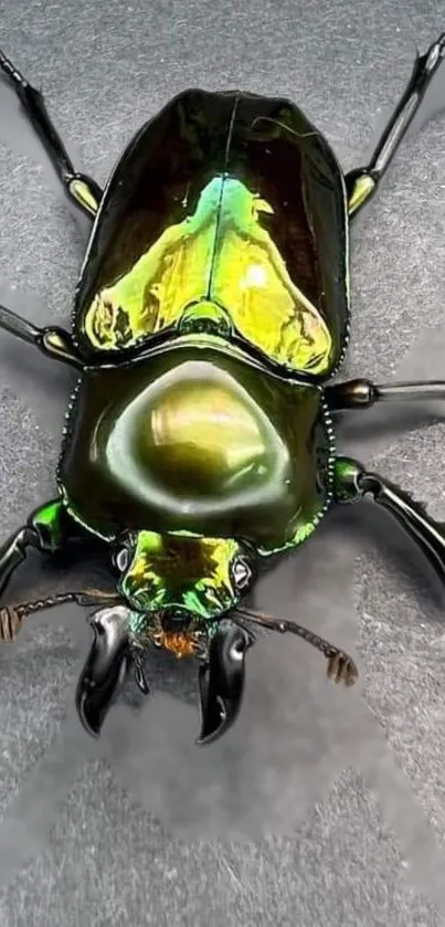 Iridescent green beetle close-up on a gray background wallpaper.