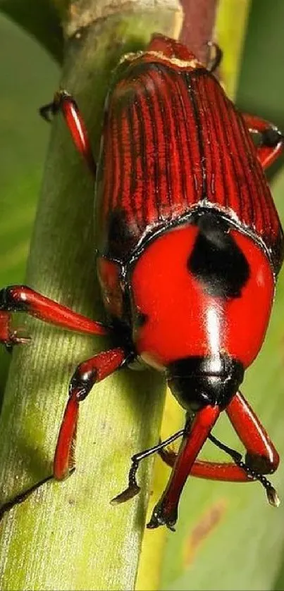 Vibrant red beetle on green leaf, nature-inspired mobile wallpaper.