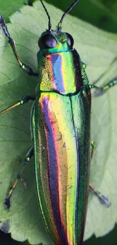 Colorful beetle resting on a vibrant green leaf.