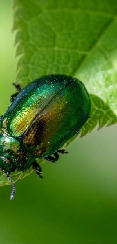 A vibrant green beetle on a lush green leaf.