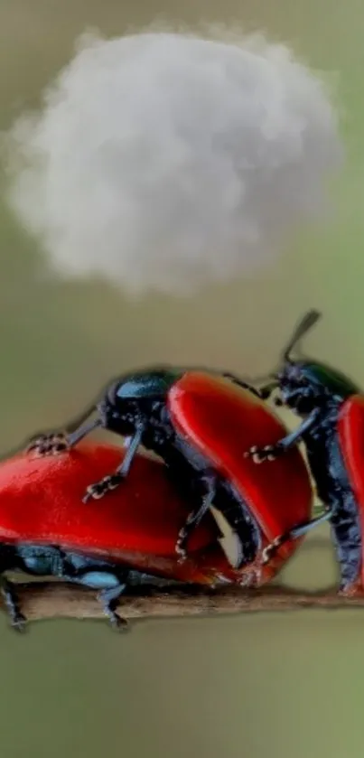 Two red beetles beneath a cloudy sky on a branch.