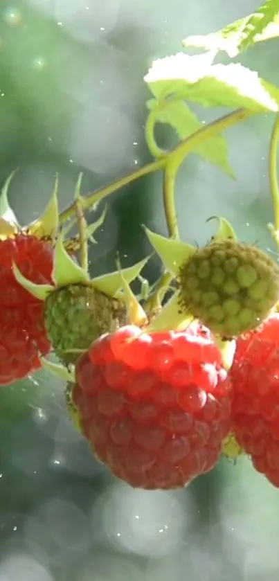 Close-up of red berries with green leaves against a blurry natural background.