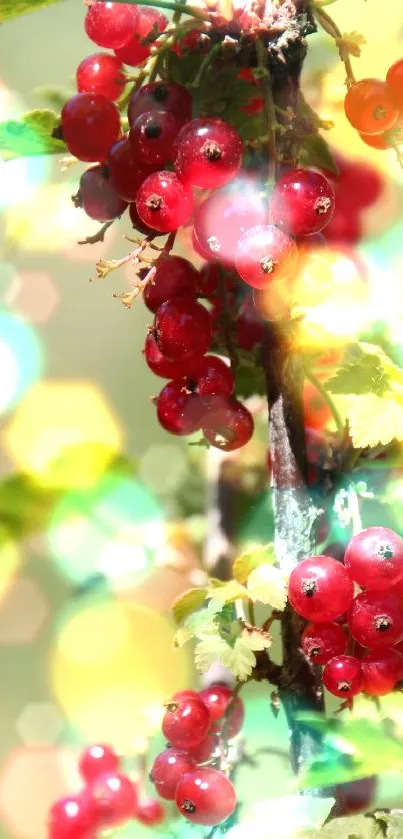 Wallpaper of red berries with colorful bokeh effect and natural background.