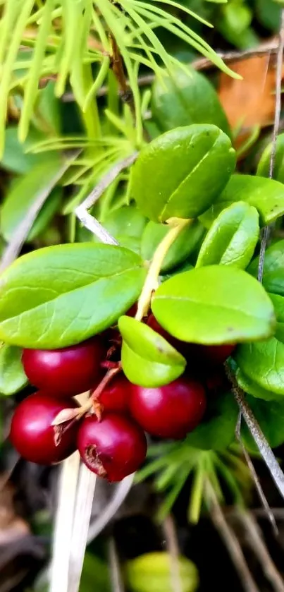 Red berries and green leaves mobile wallpaper